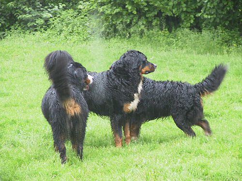 Berner Sennenhund Domino mit Frauchen auf dem Sofa