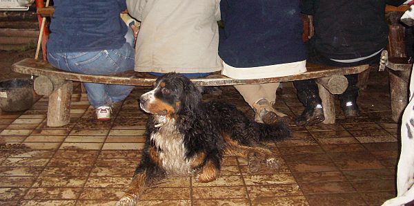 Berner Sennenhund Domino mit Frauchen auf dem Sofa