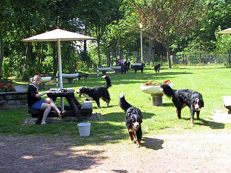 Berner Sennenhund Domino mit Frauchen auf dem Sofa