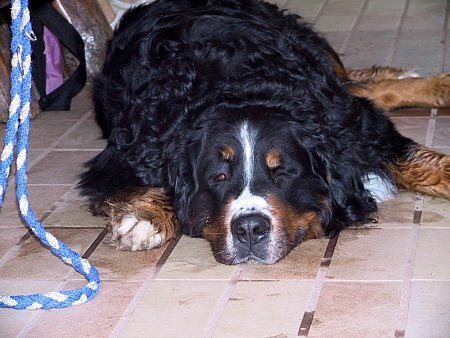 Berner Sennenhund Domino mit Frauchen auf dem Sofa
